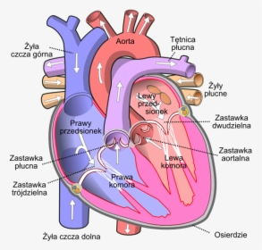 Diagram Of The Human Heart Pl - Human Heart Diagram, HD Png Download, Transparent PNG