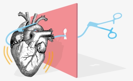 Anatomical Heart , Png Download - Human Heart, Transparent Png, Transparent PNG
