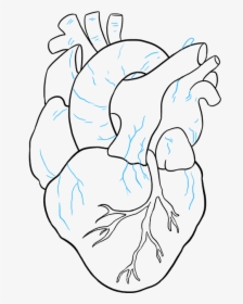 How To Draw Human Heart - Real Easy Heart Drawings, HD Png Download, Transparent PNG