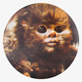 Ewok Star Wars Entertainment Button Museum - Star Wars Ewok Baby, HD Png Download, Transparent PNG