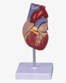 Life Size Human Heart Model For Education - Heart Model Png, Transparent Png, Transparent PNG