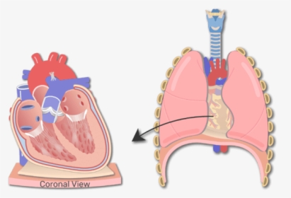 Section Of The Heart Wall Animation Slide - Wall Of Heart Hd Anatomy, HD Png Download, Transparent PNG