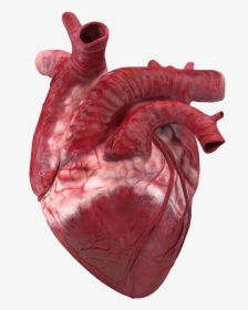 Real Diagram Of Heart, HD Png Download, Transparent PNG