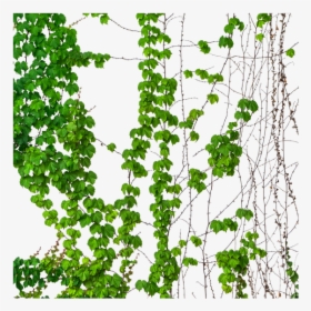 Ivy, Vine, Vines, Transparent, Green Vines - Illustration, HD Png Download, Transparent PNG