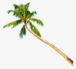 Official Psd Coconut Tree, HD Png Download, Transparent PNG