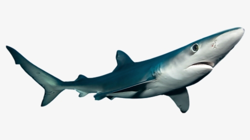 #ftestickers #shark #sea #ocean #fish - Png Photos Of Ocean Fish, Transparent Png, Transparent PNG