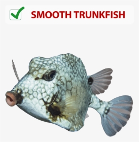 Trunkfish, HD Png Download, Transparent PNG