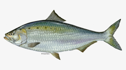 Illustration Of An American Shad - Draw A American Shad, HD Png Download, Transparent PNG