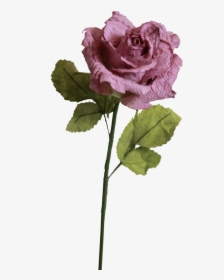 Light Purple Roses - Transparent Light Pink Rose, HD Png Download, Transparent PNG