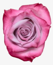 Purple Roses Png, Transparent Png, Transparent PNG