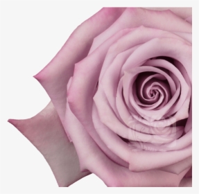 Lavender Roses - Floribunda - Floribunda, HD Png Download, Transparent PNG