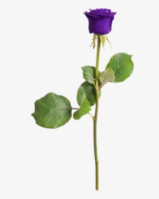 Rose, Isolated, Love, Flower, Violet, Romance - Purple Rose With Stem Transparent, HD Png Download, Transparent PNG