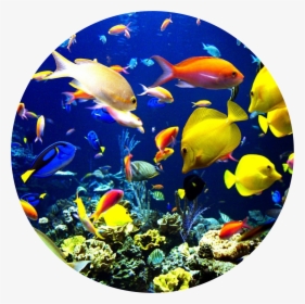 Transparent Fish Swimming Png - Que Es Biodiversidad Marina, Png Download, Transparent PNG