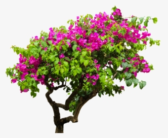 Flower Tree Png Images - Bougainvillea Tree Png, Transparent Png, Transparent PNG
