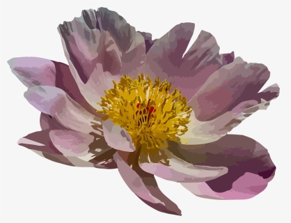 Peony, Blossom, Bloom, Pink, Nature, Spring, Peonies - Water Lily, HD Png Download, Transparent PNG