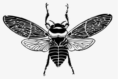 Top, Bee, Wings, Insect, Honey - Bee Top View, HD Png Download, Transparent PNG