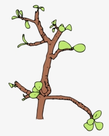Jade Money Tree Vector Illustration - Clip Art, HD Png Download, Transparent PNG