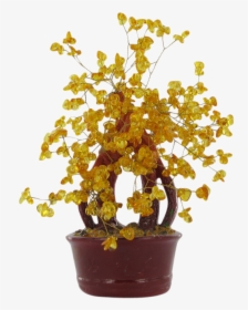 Natural Amber Lucky Money Tree - Houseplant, HD Png Download, Transparent PNG