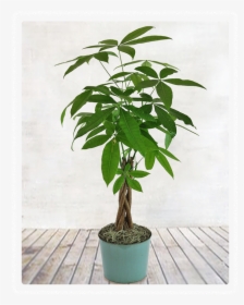 Money Tree Plant, HD Png Download, Transparent PNG