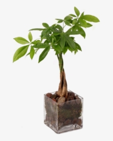 Money Tree Plant Transparent, HD Png Download, Transparent PNG
