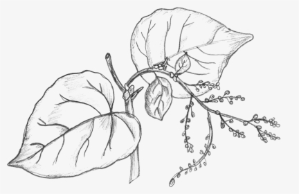 Collection Of Drawing - Money Plant Leaves Drawing, HD Png Download, Transparent PNG