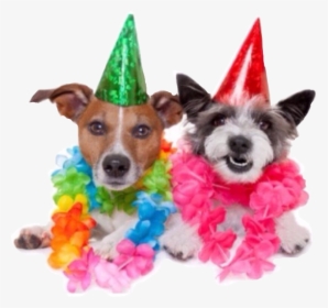 #birthday #party #people #happy#freetoedit - Best Friend Happy Birthday Dogs, HD Png Download, Transparent PNG