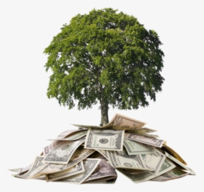 Develop Money Tree - Regalos En Un Matrimonio, HD Png Download, Transparent PNG