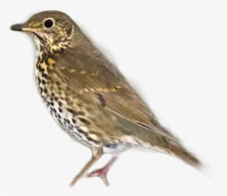 Thrush Png Image - Song Thrush Song, Transparent Png, Transparent PNG