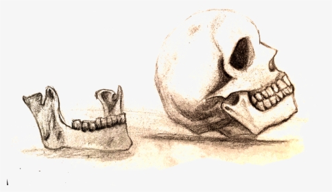 Skull, HD Png Download, Transparent PNG