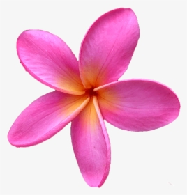 Click Here For Our Entire Plumeria Cutting Collection - Pink Plumeria Flower Png, Transparent Png, Transparent PNG