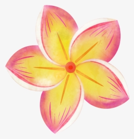 Hand Painted Colorful Plumeria Png Transparent - Tropical Flower Clipart, Png Download, Transparent PNG