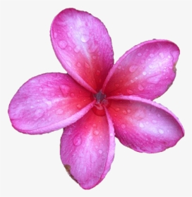 Purple Flower Frangipani Transparent, HD Png Download, Transparent PNG