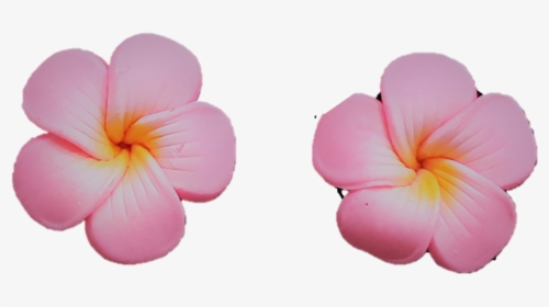 Jennibeans Mini Pink Plumeria - Frangipani, HD Png Download, Transparent PNG