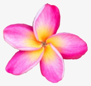 #freetoedit #flower #plumeria #pink #yellow #pretty - Frangipani, HD Png Download, Transparent PNG