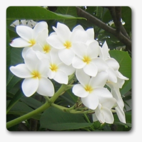 White Flowers Plant, HD Png Download, Transparent PNG