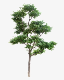 Arbre Png Download High Resolution Trees Png - High Resolution Tree Png, Transparent Png, Transparent PNG
