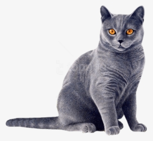 Cat Eyes Png - Gray Cat Png, Transparent Png, Transparent PNG
