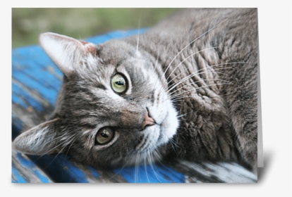 Cat Eyes Greeting Card - Tabby Cat, HD Png Download, Transparent PNG
