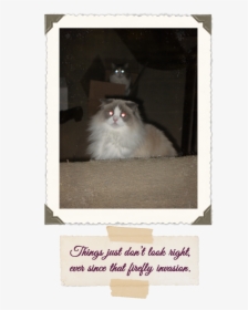 Yeti And Peekaboo Laser Cats - Domestic Long-haired Cat, HD Png Download, Transparent PNG