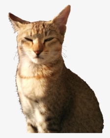Cat With Squinty Eyes, HD Png Download, Transparent PNG
