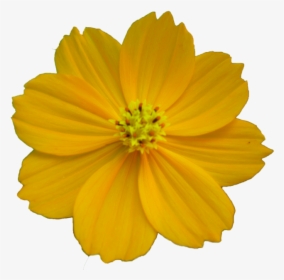 Free Flower Best Clipart Images - Portable Network Graphics, HD Png Download, Transparent PNG