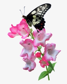 Butterfly, Flower, Summer, Plant, Insect - Butterfly On The Flower Png, Transparent Png, Transparent PNG
