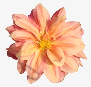 Peach Flower Clipart Real Flower - Flower Pngs, Transparent Png, Transparent PNG