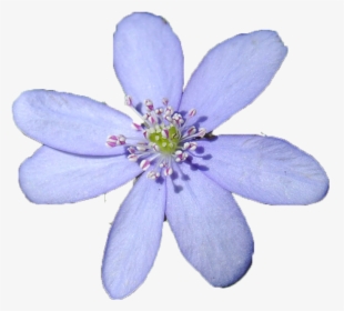 Blue Flower, HD Png Download, Transparent PNG