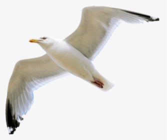 Gull Png Transparent Image - Seagull Png, Png Download, Transparent PNG