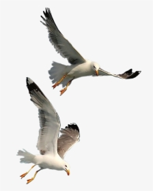 Seagulls Flying Png , Png Download - Seagull Png, Transparent Png, Transparent PNG