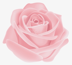 Garden Family,hybrid Tea Rose,plant,rose � Centifolia,flowering - Png Rose Pink Flower, Transparent Png, Transparent PNG