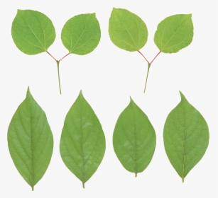 Transparent Plant Stem Png - Lemon Leaf Png, Png Download, Transparent PNG