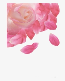 #ftestickers #flower #rose #petals #border #corner - Hybrid Tea Rose, HD Png Download, Transparent PNG