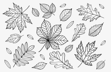 Autumn Leaves Outlines - Outline Fall Leaves Clip Art, HD Png Download, Transparent PNG